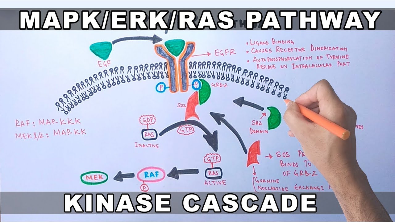 MAPK/ERK Signaling Pathway - YouTube