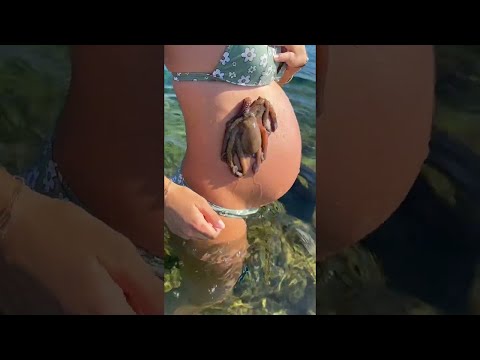 Octopus Clings To Pregnant Belly || ViralHog