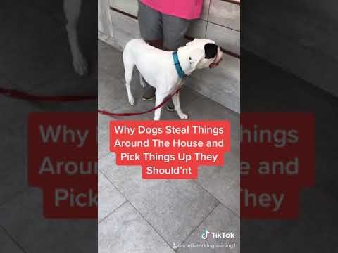 Why Dogs Steal Things