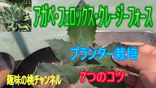 [Agave Ferox Crazy Force] 7 Tips for Growing in a Planter 25/10/2