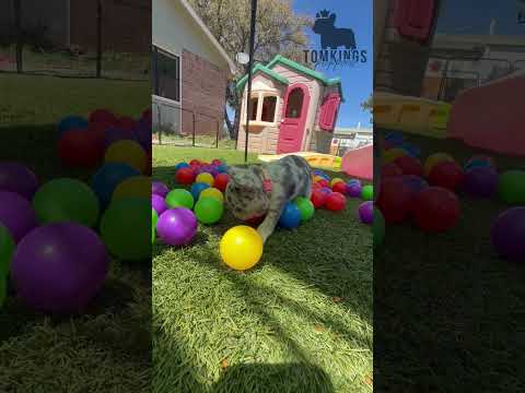 Video 4