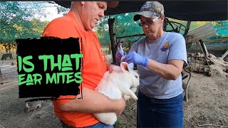 How To Treat Ear Mites In Rabbits.