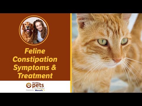 Feline Constipation Symptoms & Treatment