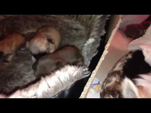 04 07 17 Mowai  & Bbs Narnia video 1499153433