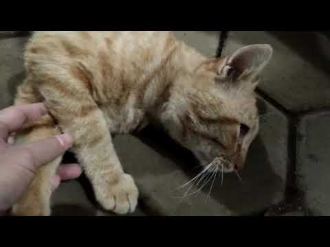 BOBBY Cat Leg Swollen / Injured