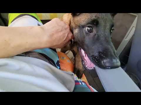 Hund zerstört 80'000 Euro VW California Vanlife.