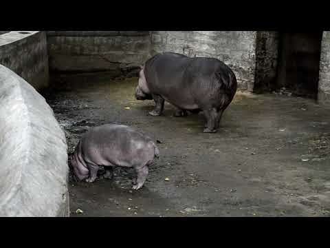 ADORABLE BABY HIPPOPOTAMUS DURING FAMILY REUNION