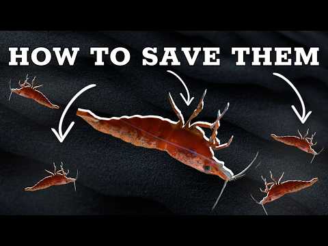 Why Are Your Shrimp Dying? - Diagnosing Cherry Shrimp