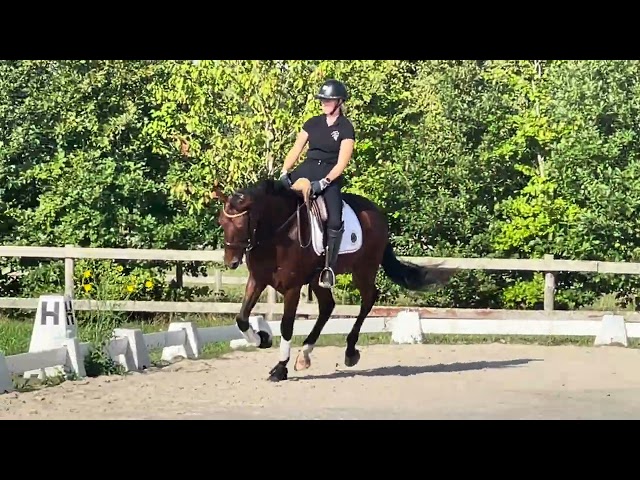 Castrone Altre Razze di Cavalli In vendita 2022 Baio ,  Jovian