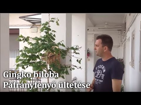 Gingko biloba - Páfrányfenyő ültetése