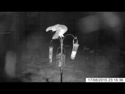 Owl uses bird feeder as dinner-spotting spot!