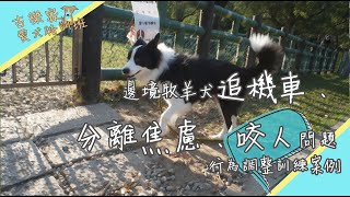 邊境牧羊犬丁丁 追車問題與對陌生狗兒的攻擊行為問題