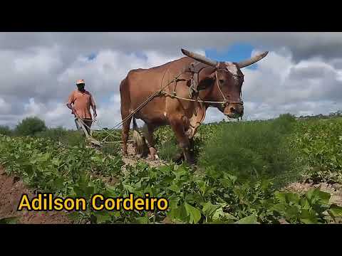 Sítio Logradouro Esperança paraíba Brasil os agricultores
