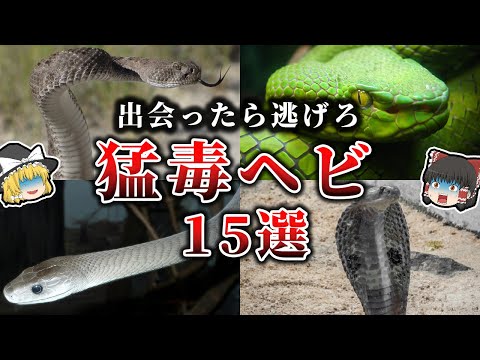 クサリヘビ科について詳しく解説