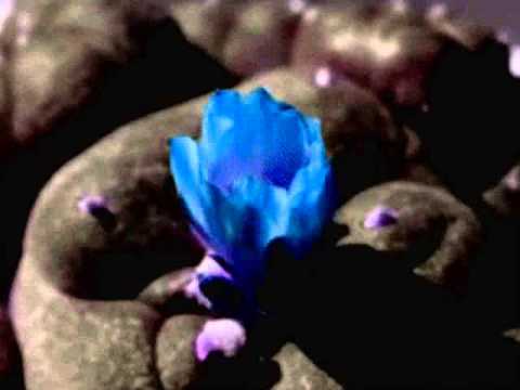 LIFE BLOSSOMS AGAIN - ALLINE YAA HEWEA