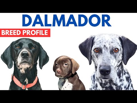 Dalmador Breed Profile History - Price - Traits - Dalmador Grooming Needs - Lifespan