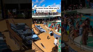 World’s Sexiest Man Contest | Radiance of the Seas Sea Day Fun 🌴