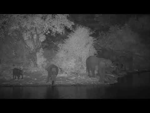 Djuma: Small Elephant herd getting a drink - 19:18 - 05/25/20