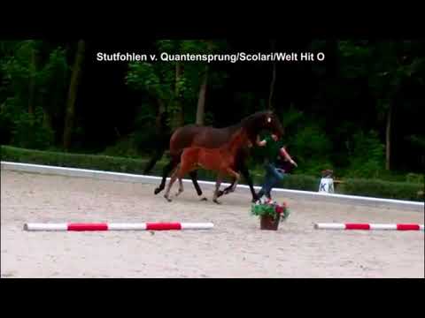 Gestüt Schiele Stutfohlen von Quantensprung aus unserer Dahlia