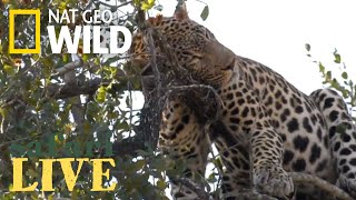 WATCH NOW: Safari Live | Nat Geo WILD by Nat Geo WILD