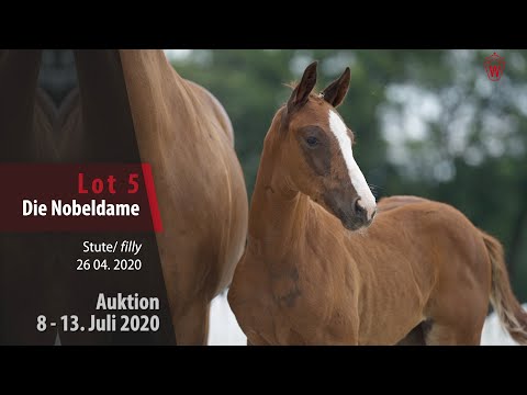 Online Auktion 9. - 13. Juli: Lot 5 Die Nobeldame Stute v. Don Nobless - Belissimo M
