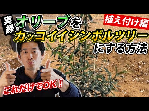オリーブの牧草地