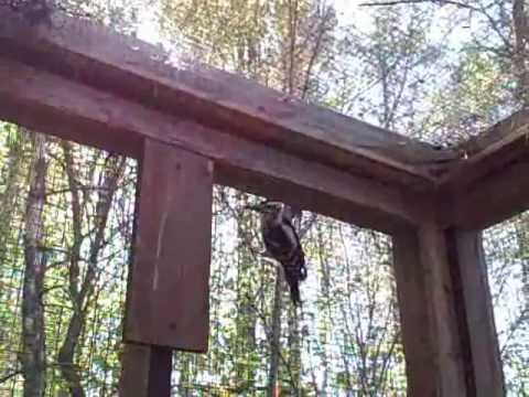 Hard Knocks and Happy Endings....A Woodpecker Makes His Way Home