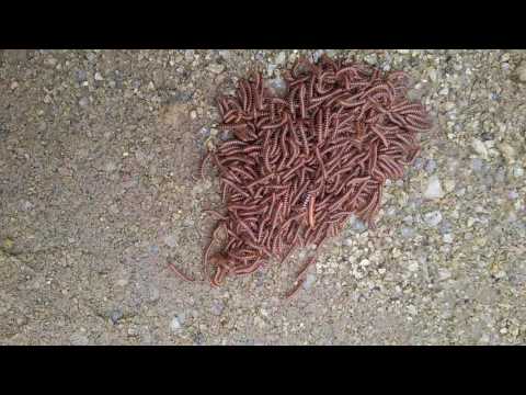 Worms moving