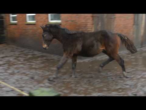 Million Dollar/Cassini I Hengst geb. 2017