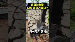 비오는날이 나무 옮기기 가장 좋다고??