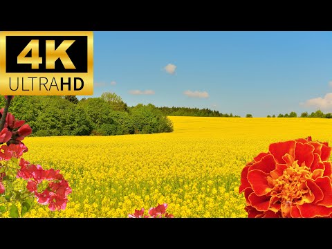 4K HDR 60Ffps Natural Flower Garden with Dolby Version Relaxing Music