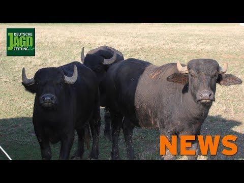 Crash mit Wasserbüffel, Wilderer geschoren, Hobbygärtner staunt u. w. – DJZ-News 44/2018