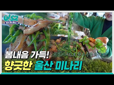 [생방송0!52] 봄내음 가득! 향긋한 울산 미나리