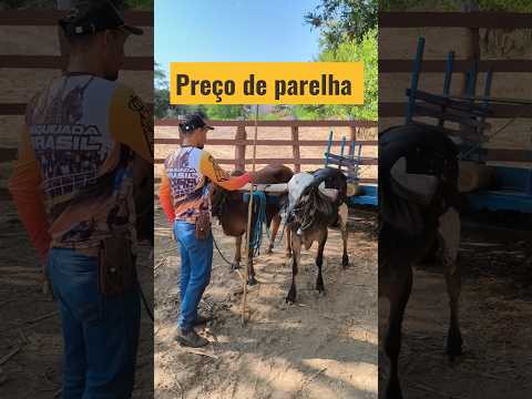 Preços de gado em Carnaíba-PE