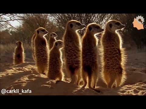 zuhal topaldan songül şarkı söyleyerek mirketleri kaçırıyor.