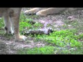 Lion Eats Cat