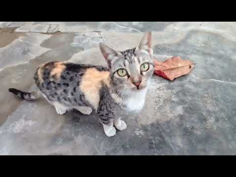 Hamare Muhale Ke 🐈 Cats.