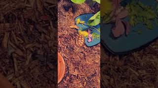 Red-footed tortoise Reptiles Videos