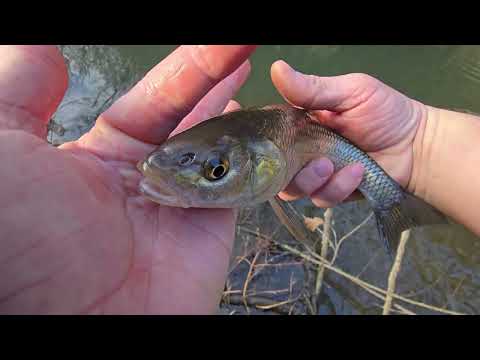 Pescuit la clean iarna