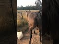 Mare Showing In Season