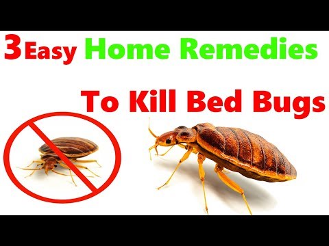 How to Get Rid of Bed Bugs Quickly Permanently - Bed...