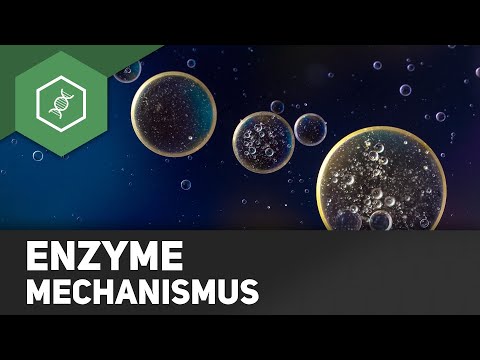 Enzyme: Mechanismen