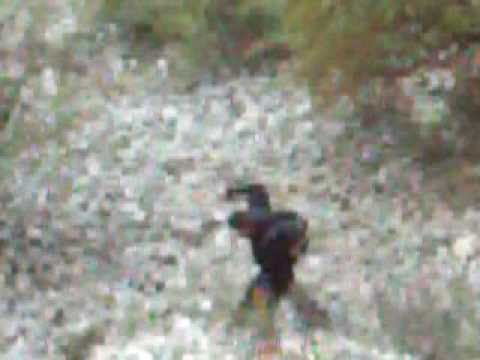 baxant x aitana x un runaret