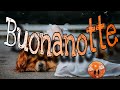 Una Serena Notte A Tutti Buonanotte