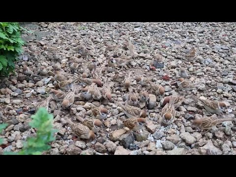 Spatzen, fröhliches Video von Spatzen beim Frühstück, Spatzen-Frühstückstisch