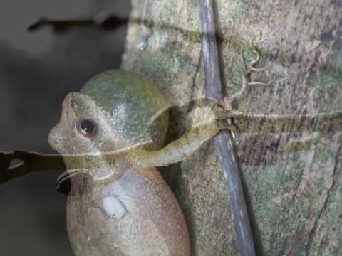 14 variations on original thema for piano trio in Es-dur (1792-1803) op. 44 - Ludwig van Beethoven