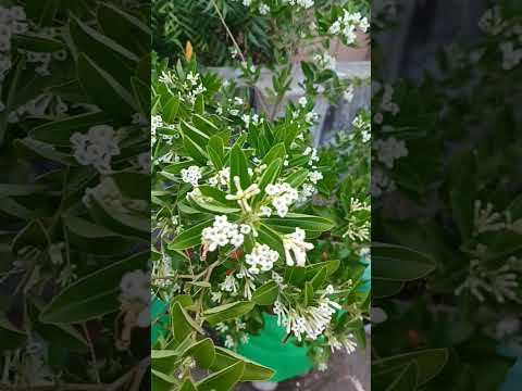Day queen plant in our Terrace garden #homegarden #nature #flowers#Ashvika's doodles