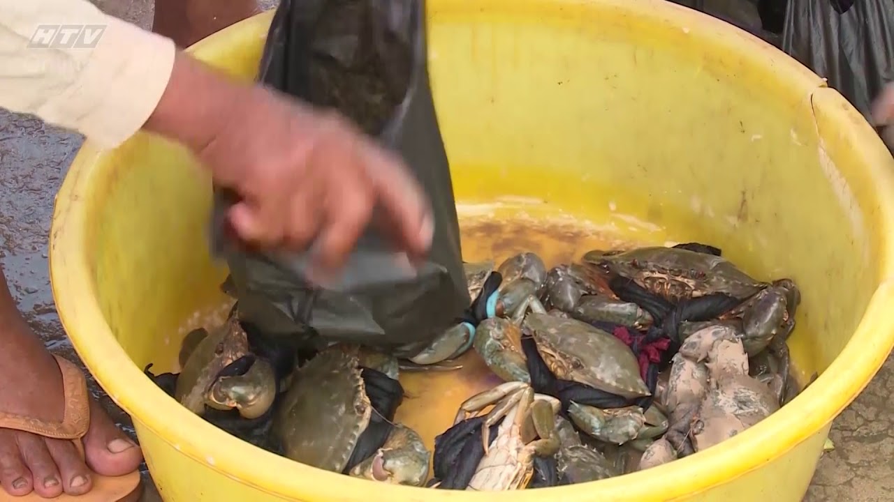 Thương trường muôn mặt: Trục lợi từ hải sản giá rẻ