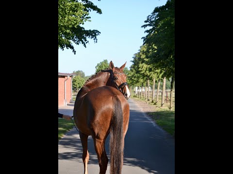 -sold- Quadriga: Gelding 2014 by Belissimo trained in the 2nd dressage level