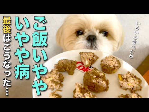 シーズーの名前 350 件